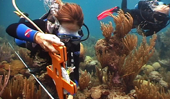 Liquid Motion Underwater Film Production Company - Professional Underwater Film Services, #underwaterfilmservices #underwaterfilmmaking #underwaterfilmcourses #underwaterproductionservices #underwatercameraman, National Geographic, Fox, The Reef Series, The Perfect Reef, Talking With Fishes, The circle of life